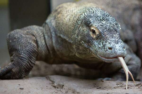 Komodo Dragon Digestive System