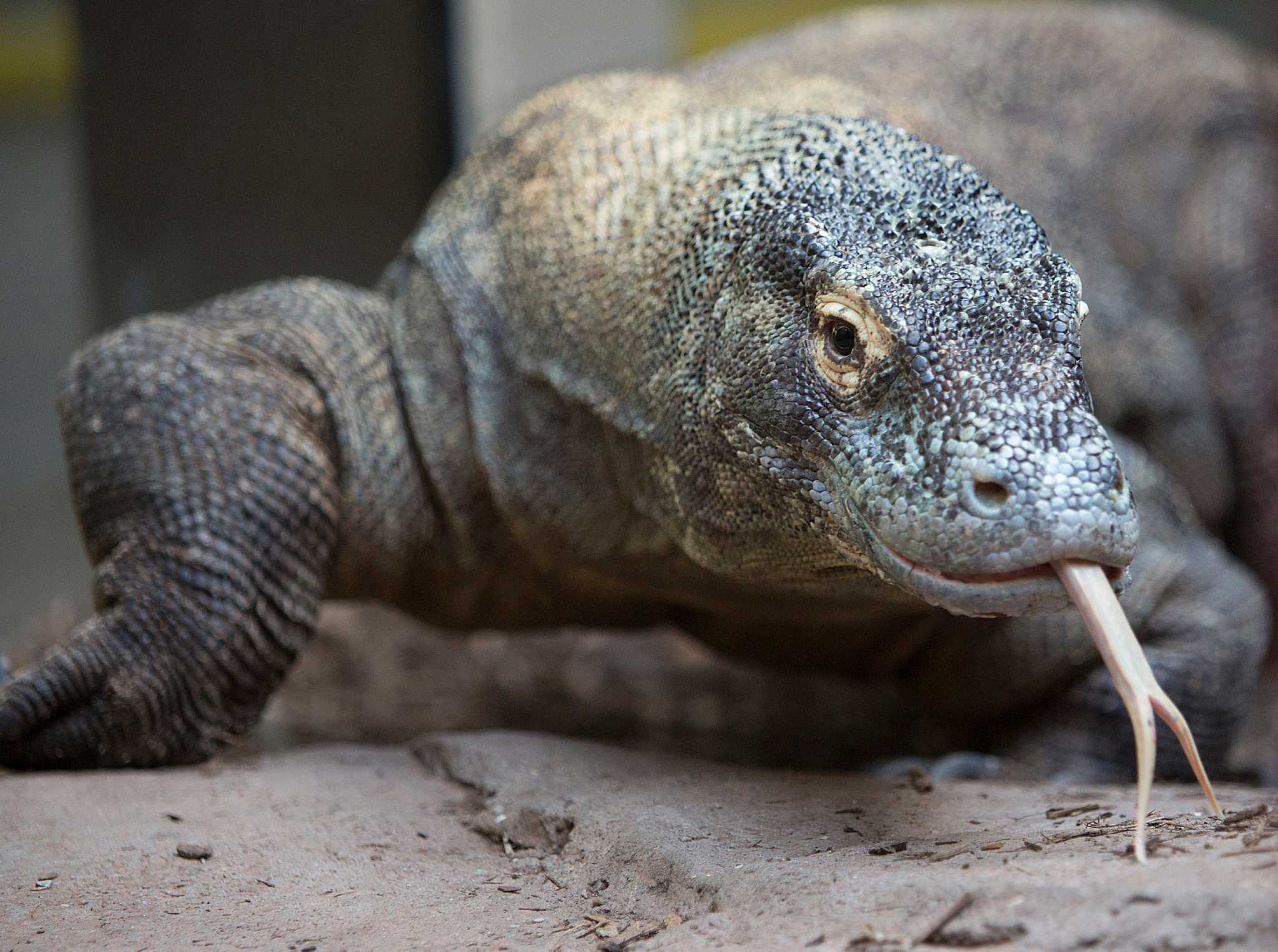 Houston zookeeper knows how to train a dragon, thank you very much