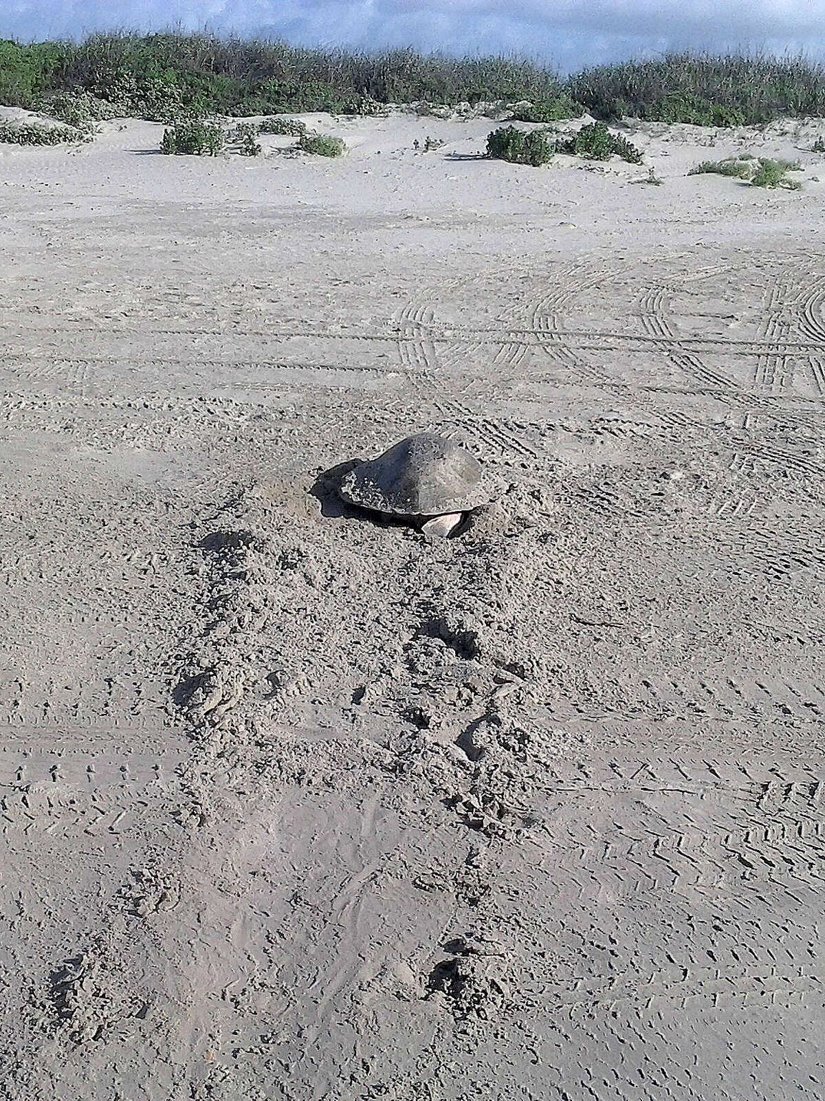 A Kemp's ridley turtle rawls onto a beach parking area on Galveston Island to lay eggs.