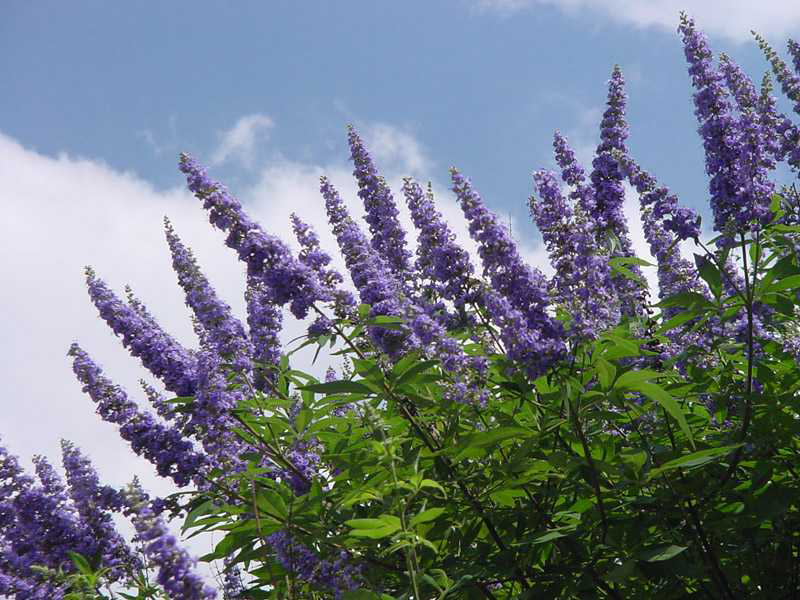 Vitex grows easily, provides blooms, attracts butterflies
