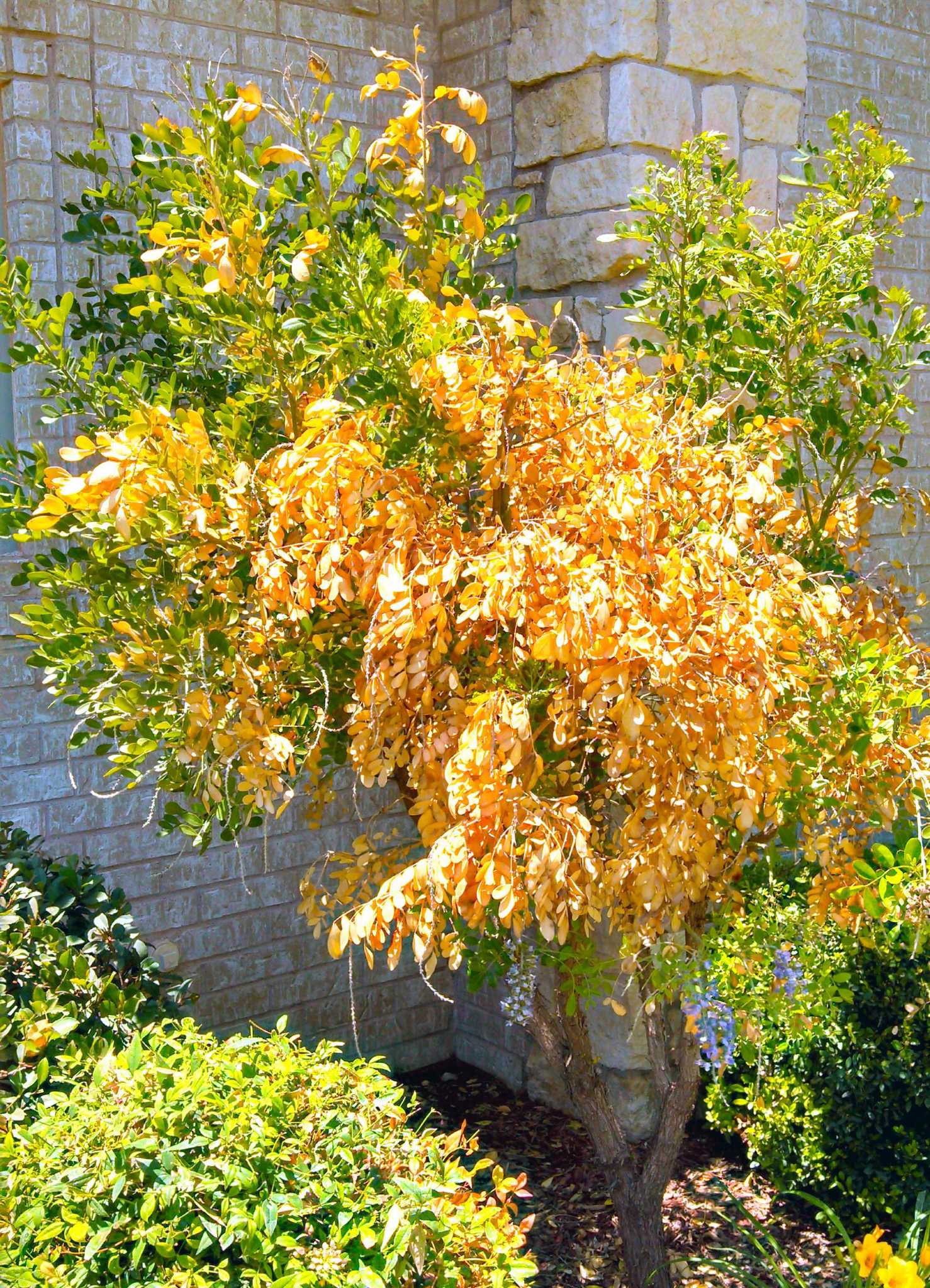 Pruning Time For Texas Mountain Laurel