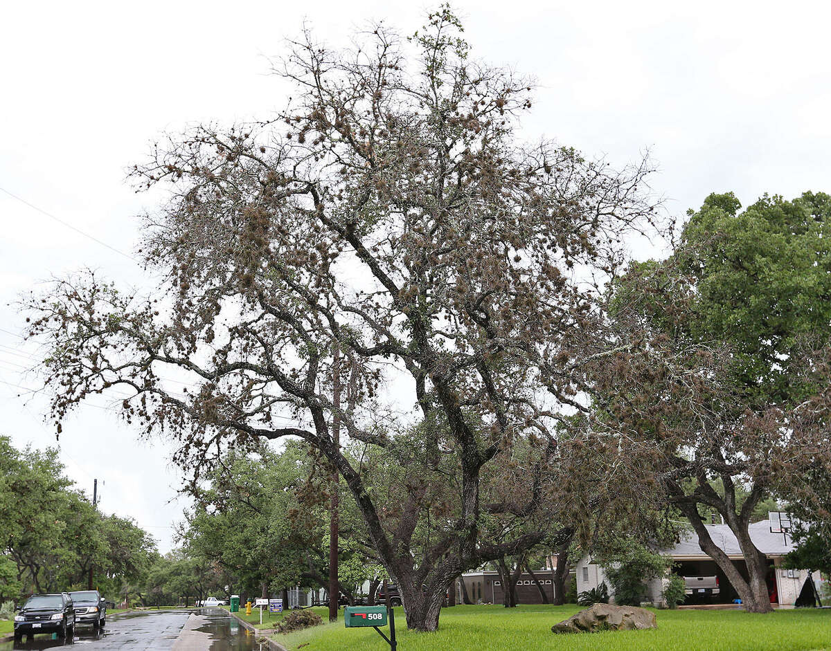 A live oak shows signs of oak wilt in Hollywood Park. It is one of several areas in Bexar County affected by oak wilt. Around 35 acres are affected in Hollywood Park, and more than 73 counties in Central Texas have been hit by the fungus.