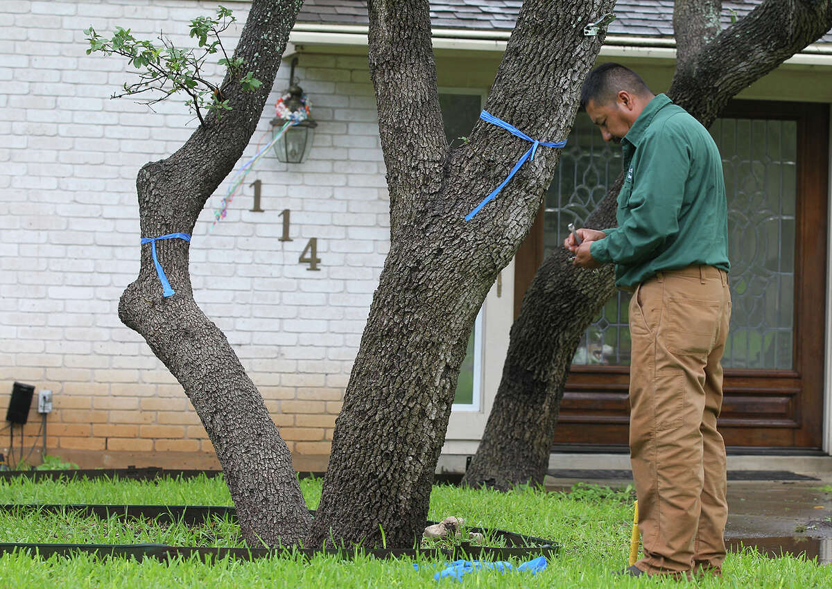 Sergio Velez, with a tree service company, tags live oaks treated with fungicide in Hollywood Park, Monday, June 9, 2014. Around 35 acres in Hollywood Park have been infected with oak wilt and the fungicide helps protect the trees. Oak wilt is present in several areas of Bexar County.