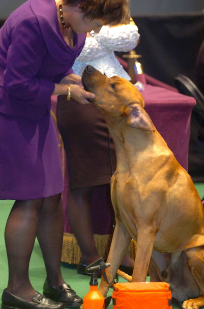 Rhodesian ridgeback westminster dog 2024 show