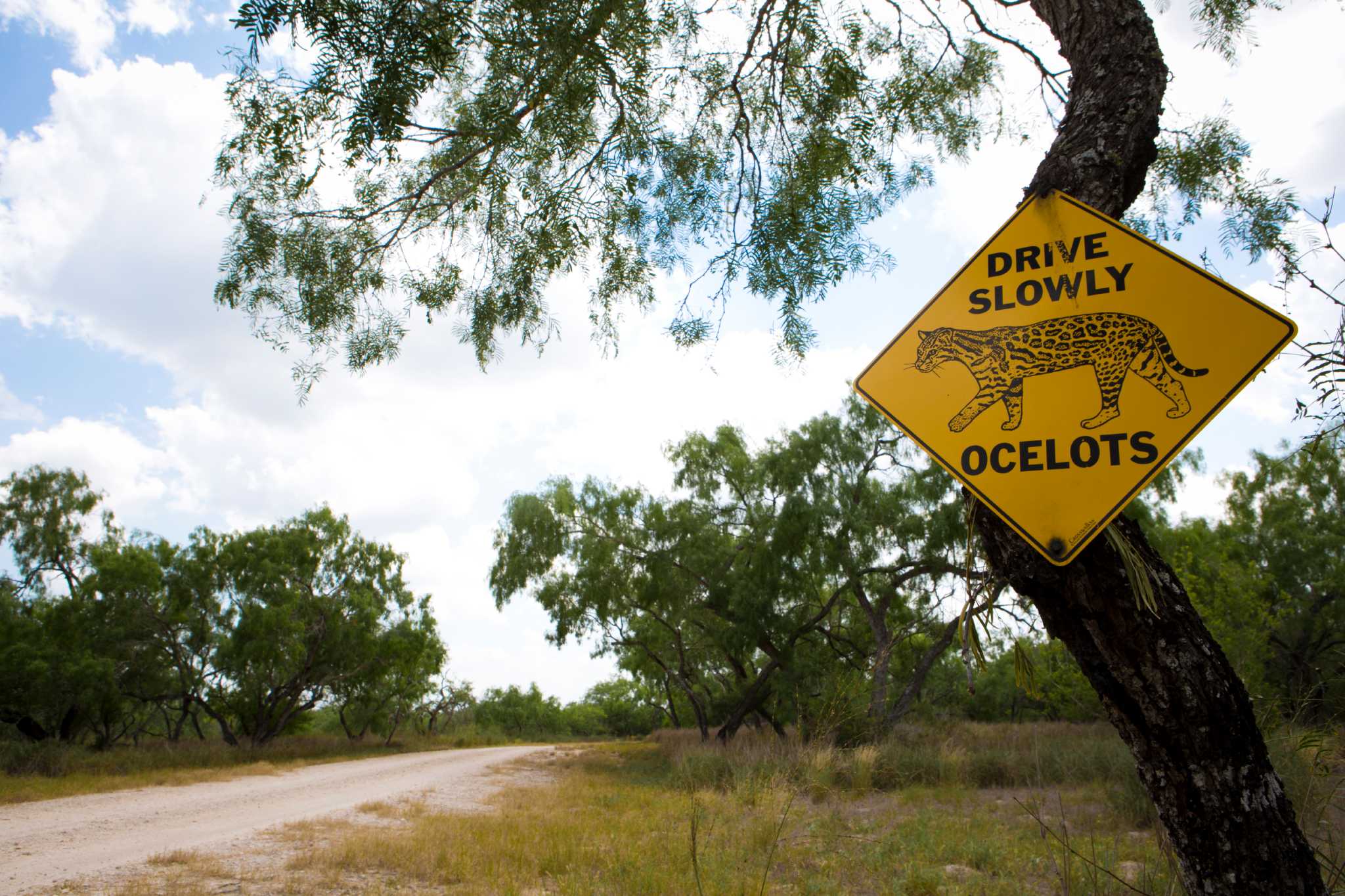 South texas