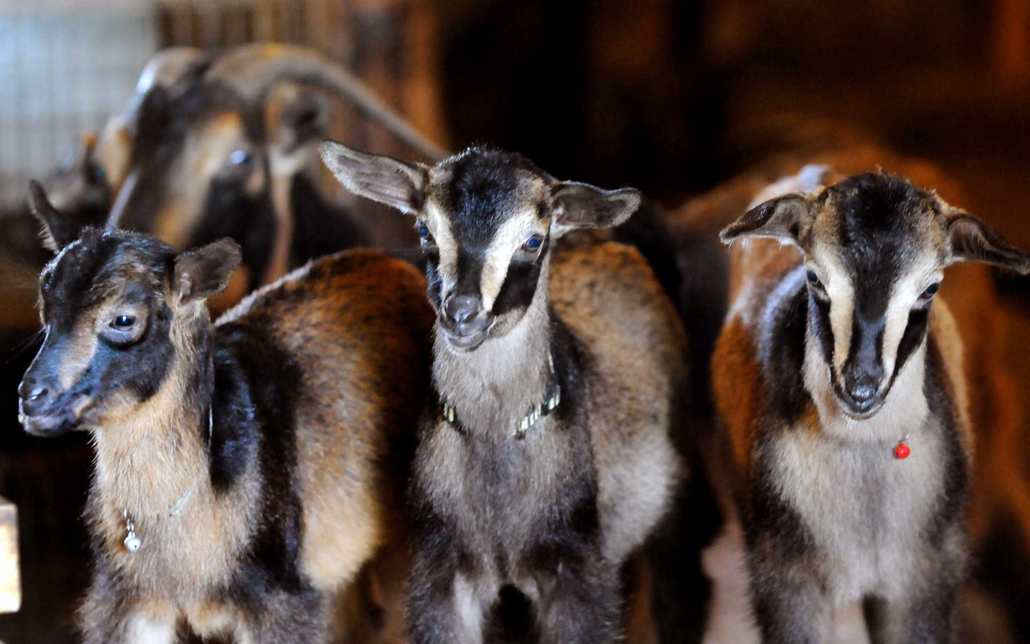 AMNJX 平本蓮　GOAT SAVE 27circus AMNJX 平本蓮 GOAT SAVE 27circus