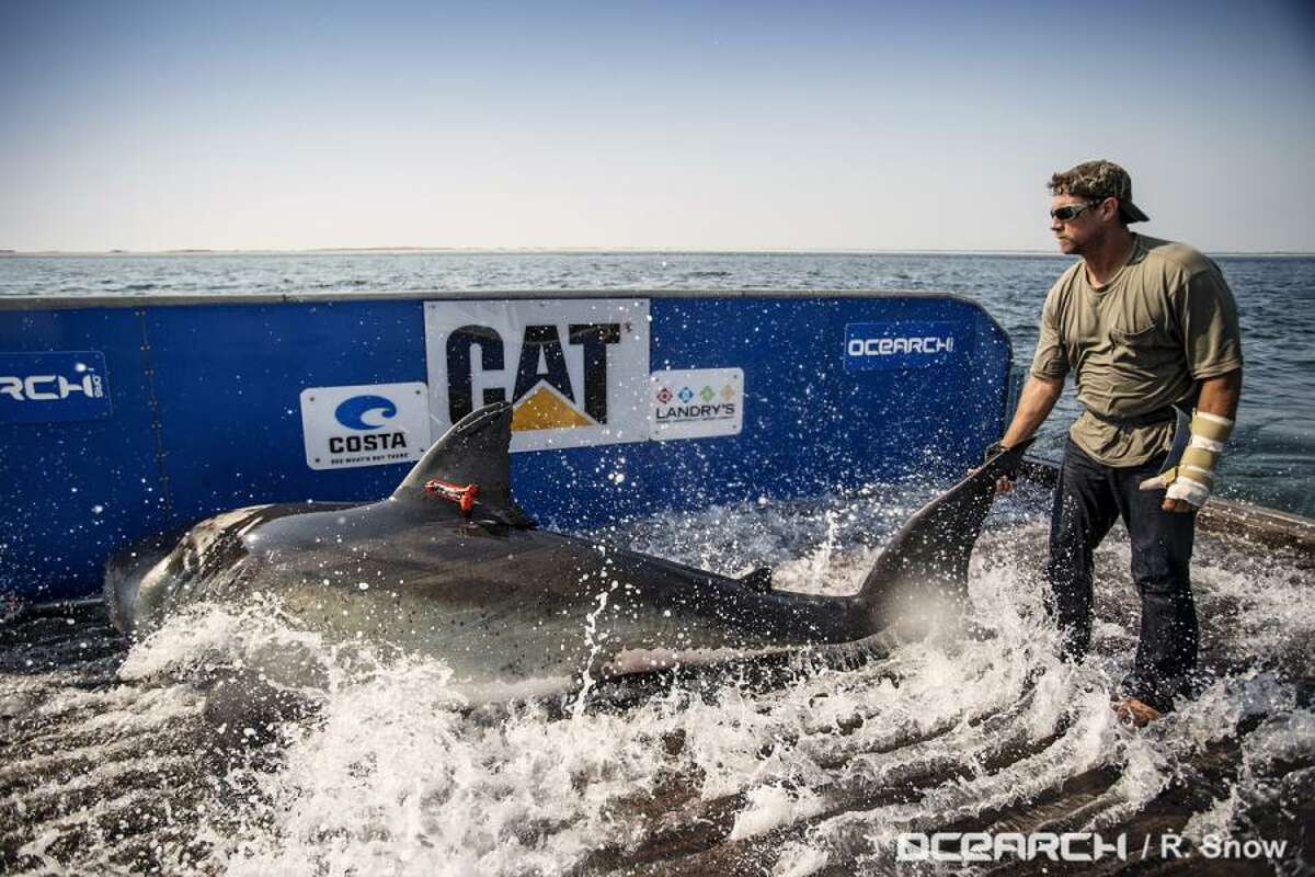 Katherine the great white shark was tagged off Cape Cod in August last year. Since then she has slowly made her way to the Gulf and is now heading for the Texas coast.