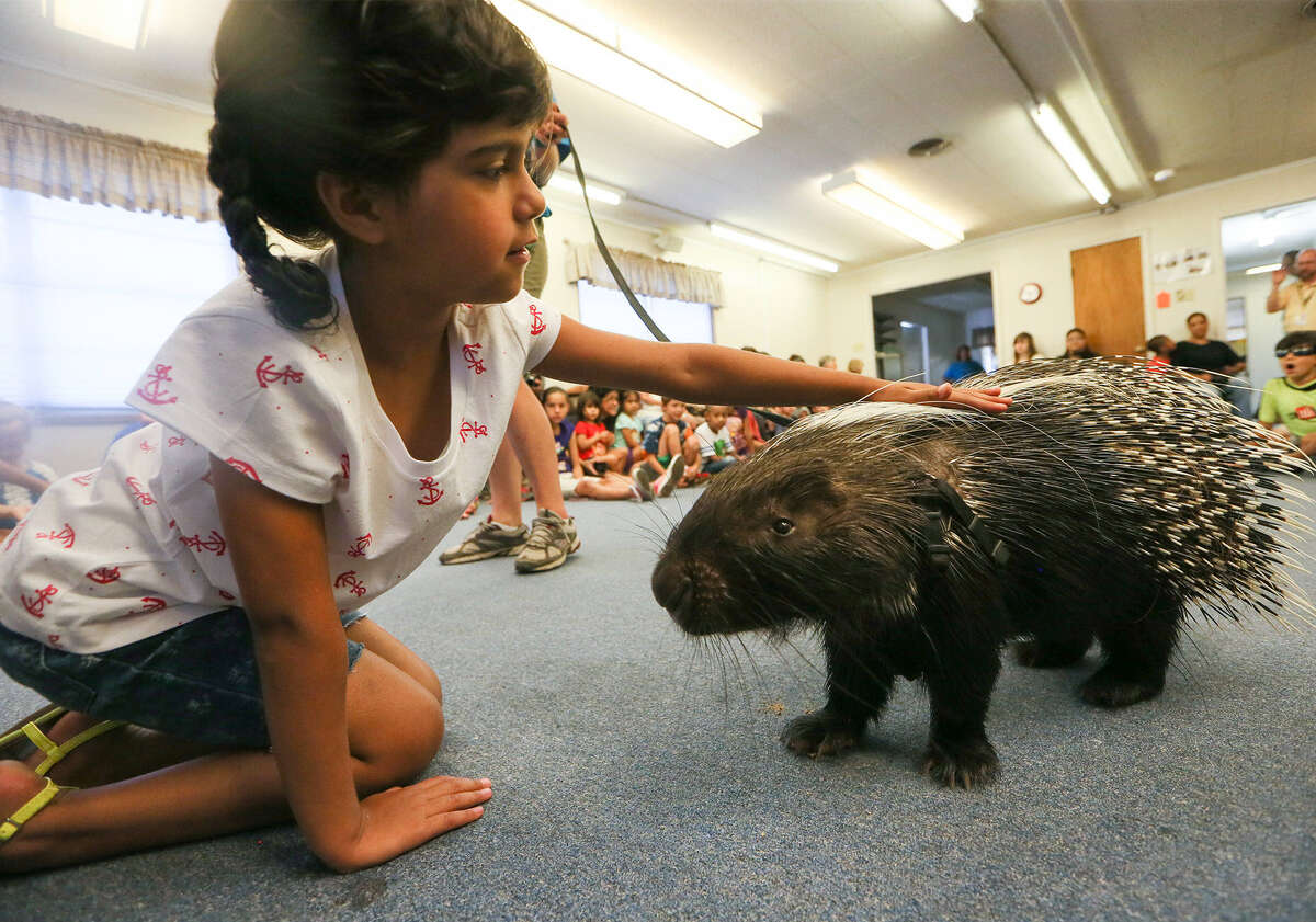Porcupine attacks on the rise in Central Texas
