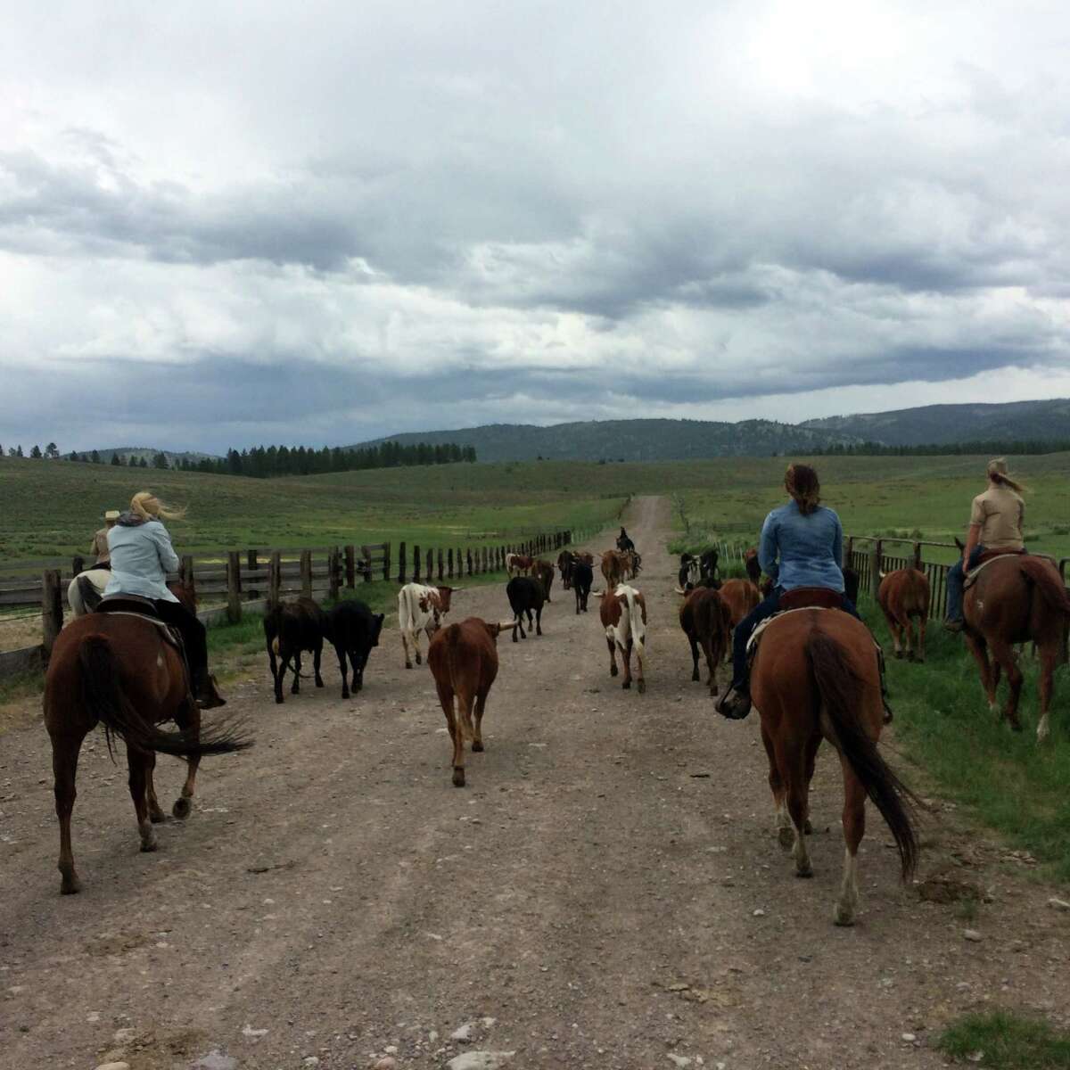 During the cattle drive activity at Resort at Paws Up, guests saddle up and set out to gather cattle, sort them and then trail them back to the home pasture.