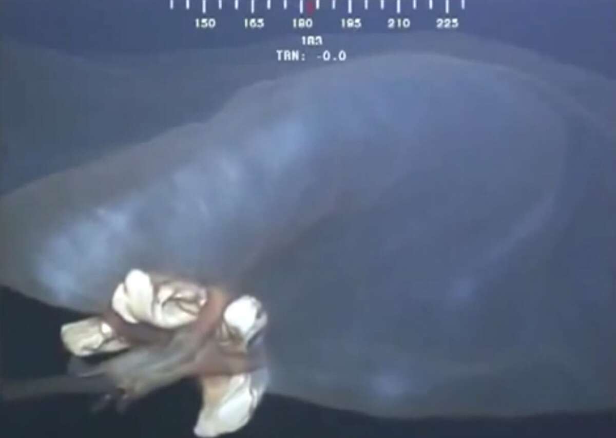 After 2 years, scientists confirm mysterious Gulf of Mexico blob is ...