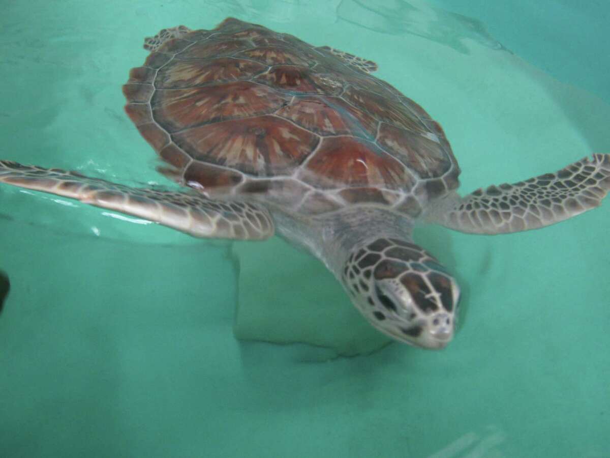 Galveston's seaweed problem wreaking havoc upon threatened sea turtles