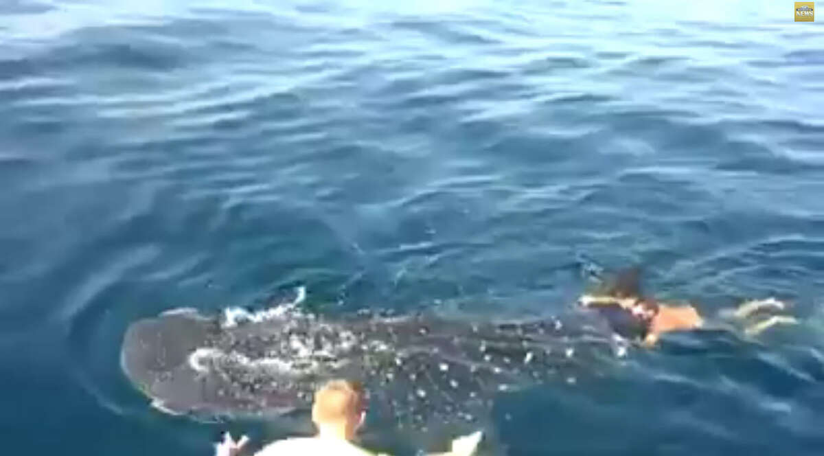 This Florida charter captain caught the ride of his life on the back of a Whale Shark. Experts have said despite the giant fish's protected status Jamie Robert Bostwick did not break any laws.
