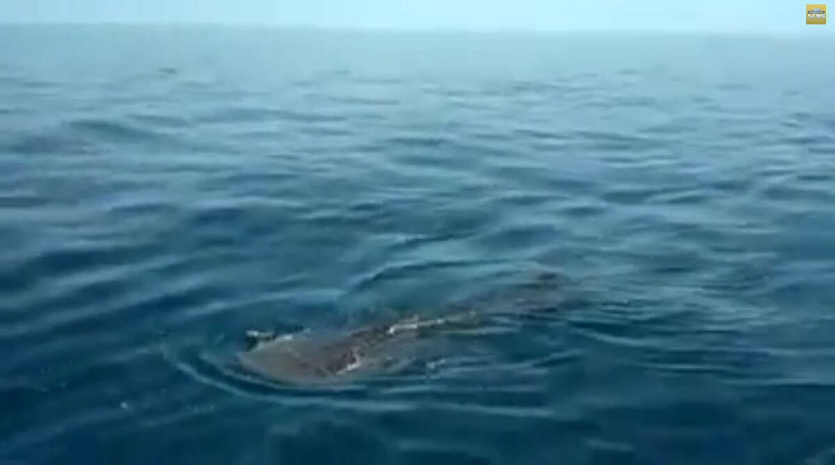 This man's Gulf Whale Shark ride was legal .. but not advised