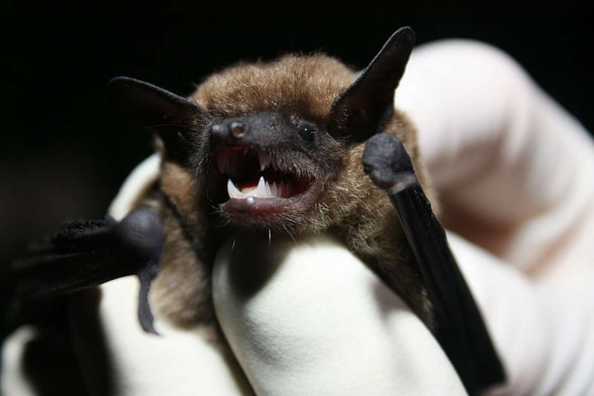 The eastern small-footed bat is a species of vesper bat. It is among the smallest bats in eastern North America and is known for its small feet and black face-mask. It can be found in Ontario, Quebec in Canada and in the Eastern United States.