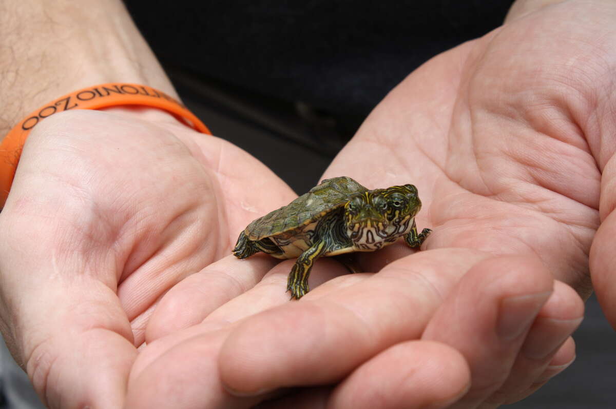 san-antonio-zoo-s-two-headed-turtle-dies