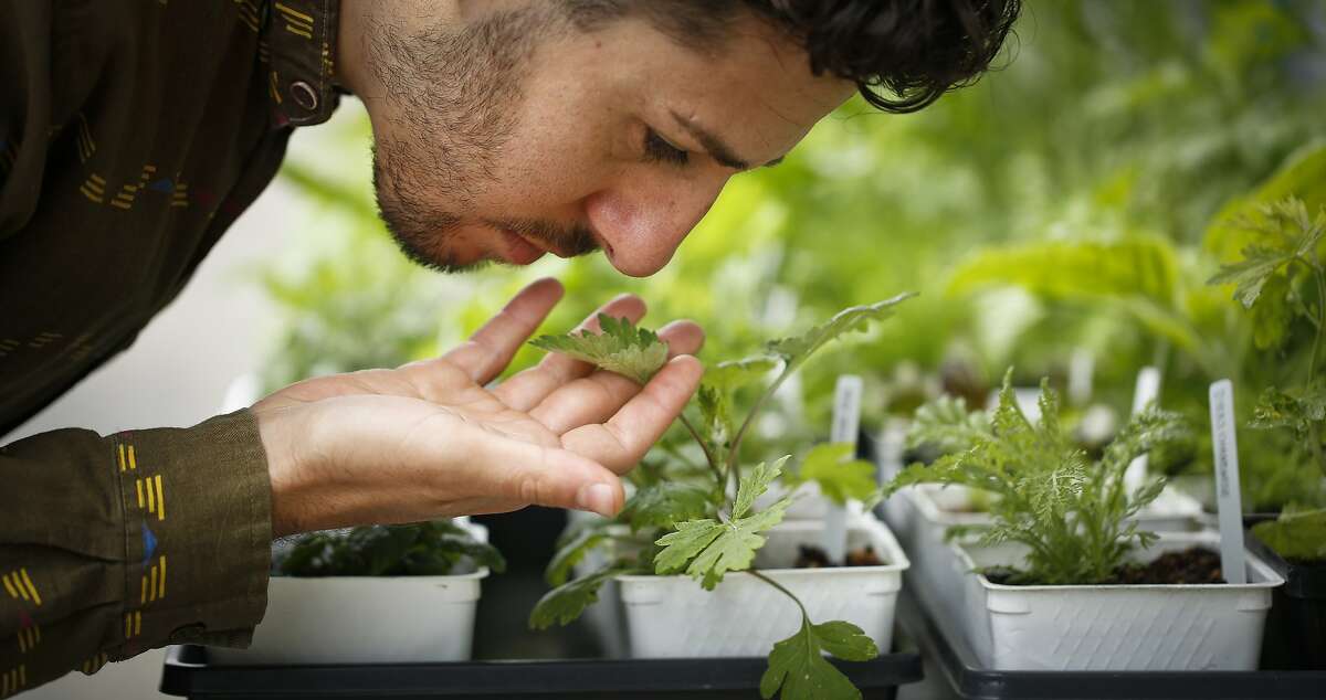 Nic Weinstein, proprietor of Homestead Apothecary, take in the aroma of one of his plants in front of his shop on Monday, June 3, 2014 in Oakland, Calif.