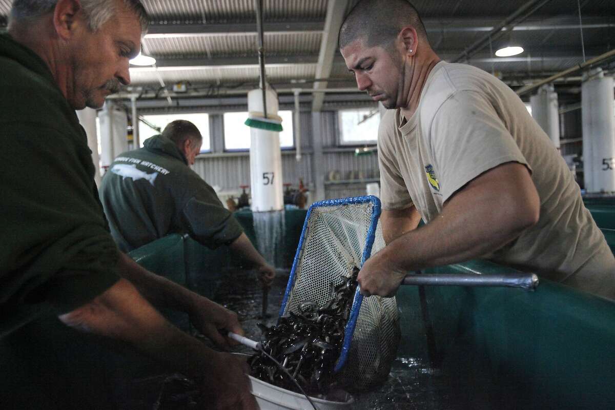 From left, California Fish and Wildlife workers Forrest Stephenson, Gary Novak, and Justin Mather fill up buckets with Steelhead trout from a holding tank at the Nimbus Fish Hatchery to be loaded into a truck for early release June 18, 2014 in Gold River, Calif. The California Department of Fish and Wildlife decided to release the Steelhead trout from the Nimbus Fish Hatchery into the American River about six months early this year due to rising water temperatures. The captured water has been heating up due to the lowering water levels because of the drought. The warmer the water is that the hatchery uses to raise the fish, the worse for the trout, who prefer cooler temperatures.