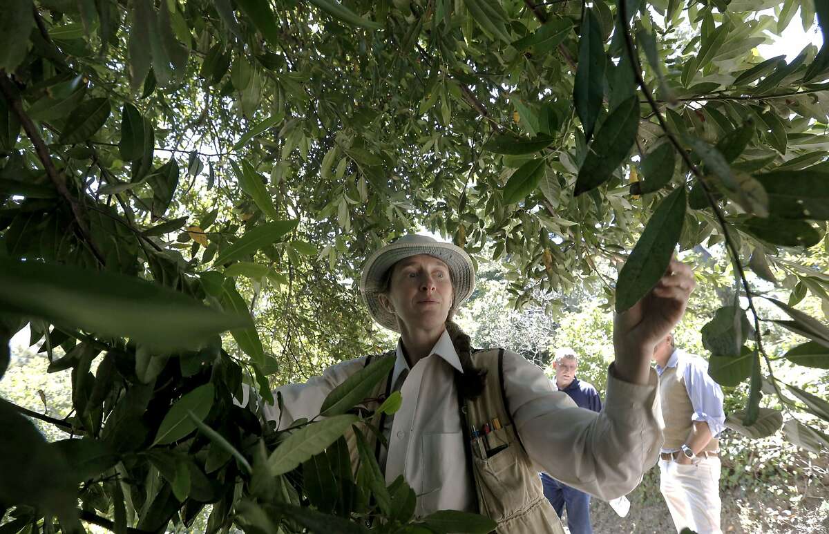 Sudden oak death drying up with drought