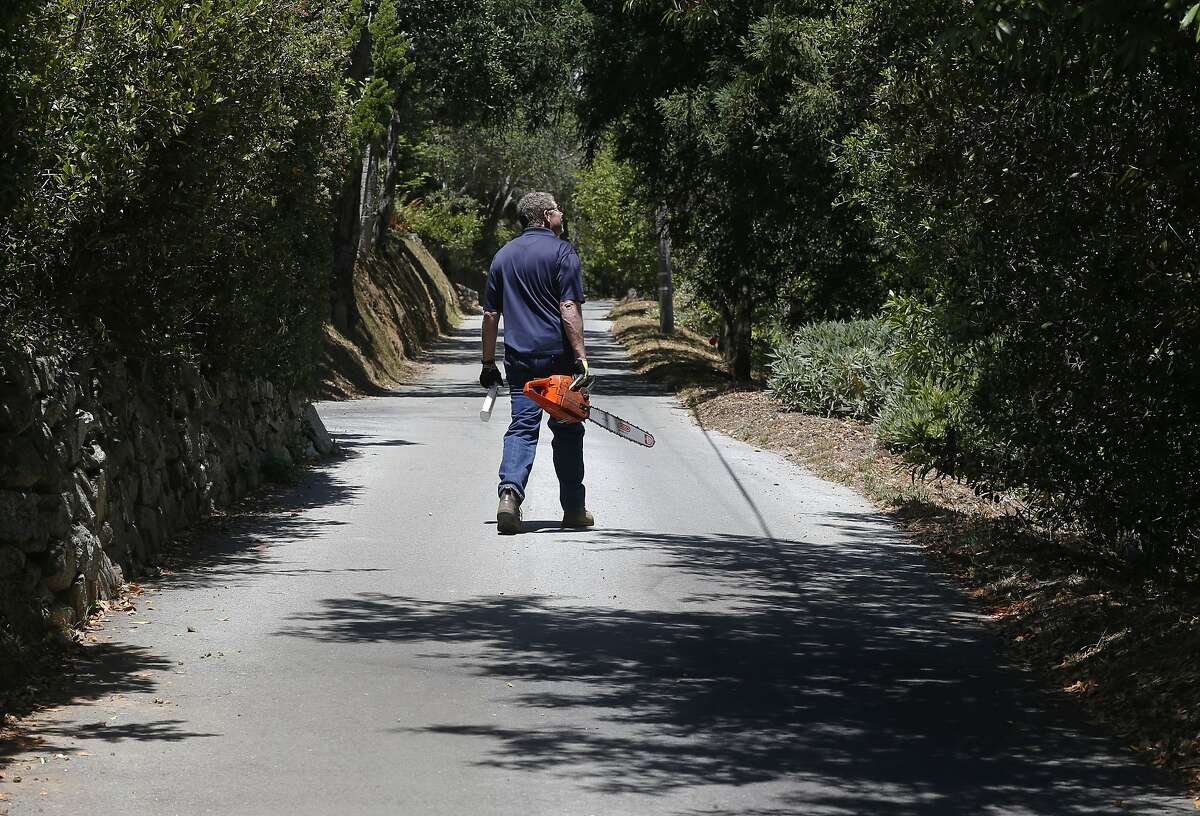 Sudden oak death drying up with drought