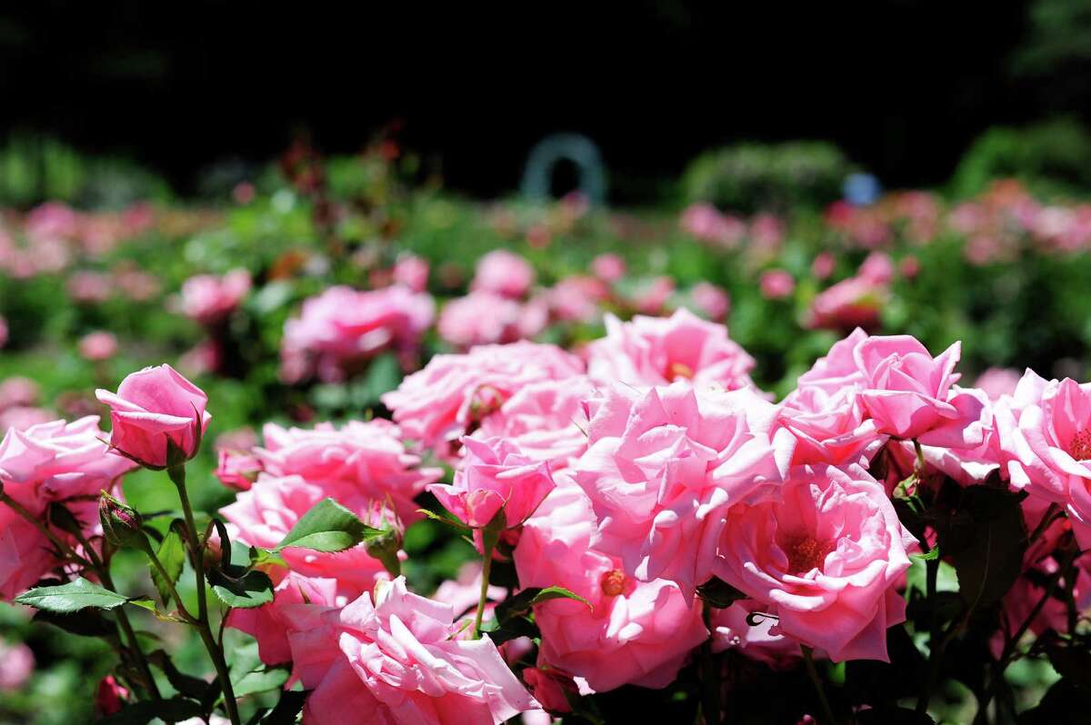 Roses are in full bloom at the rose garden in Central Park on Thursday, June 19, 2014, in Schenectady, N.Y. (Paul Buckowski / Times Union)