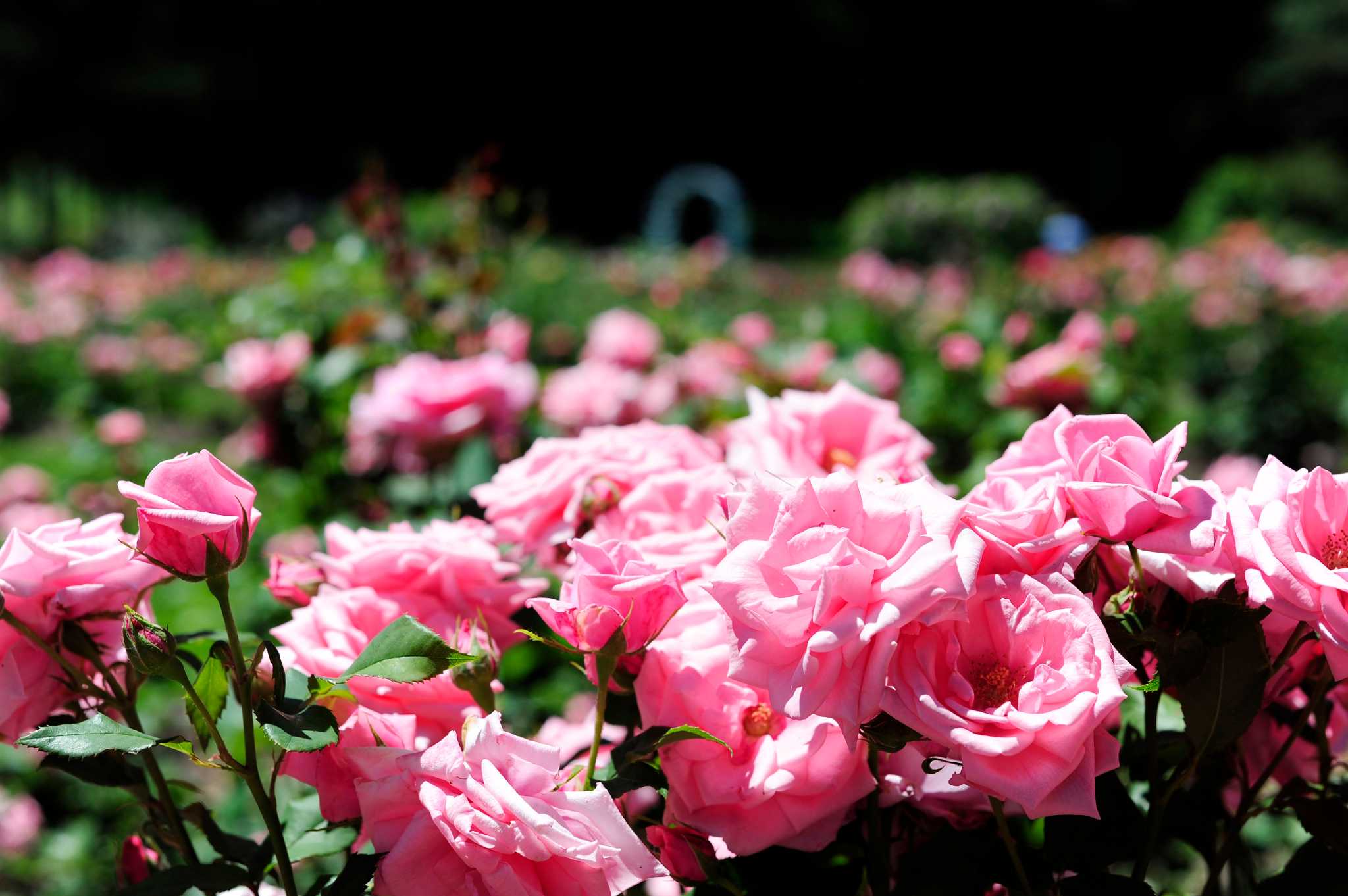 Photos Rose garden in bloom