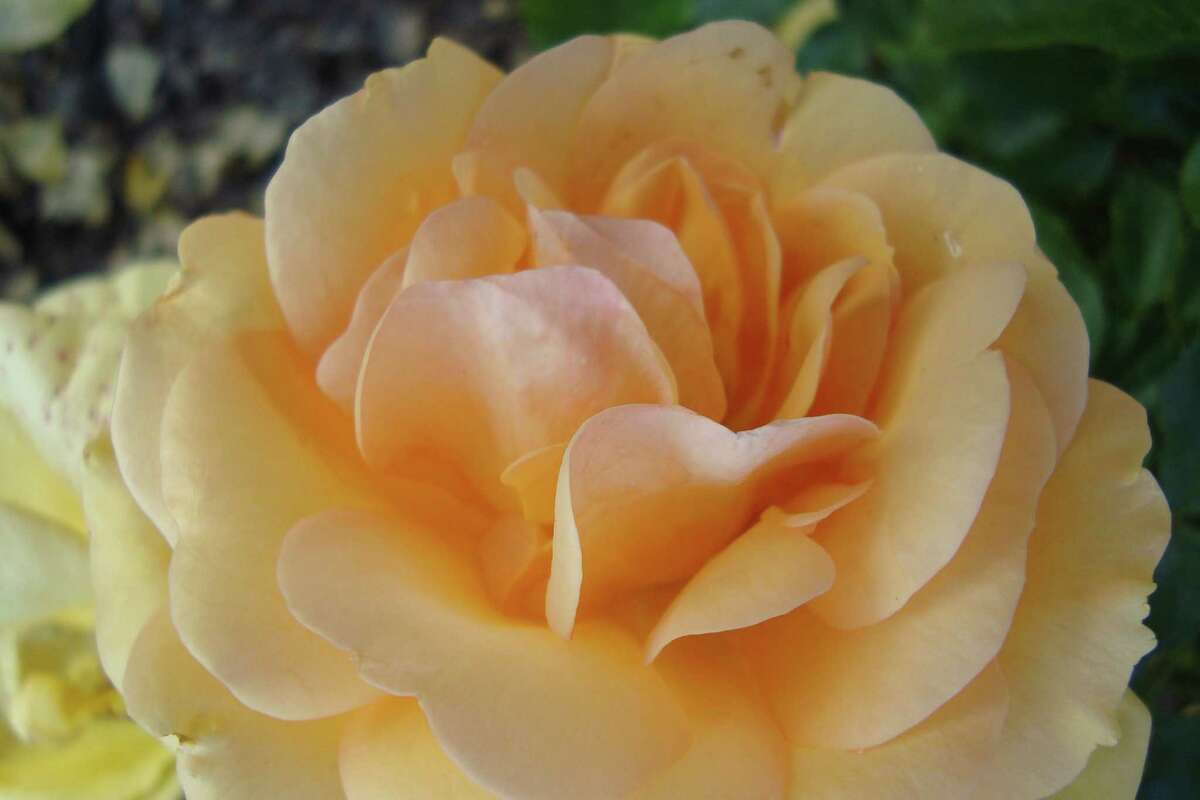 'South Africa' is one of the roses tested in the new Earth-Kind trial garden at M.D. Anderson. Courtesy photo