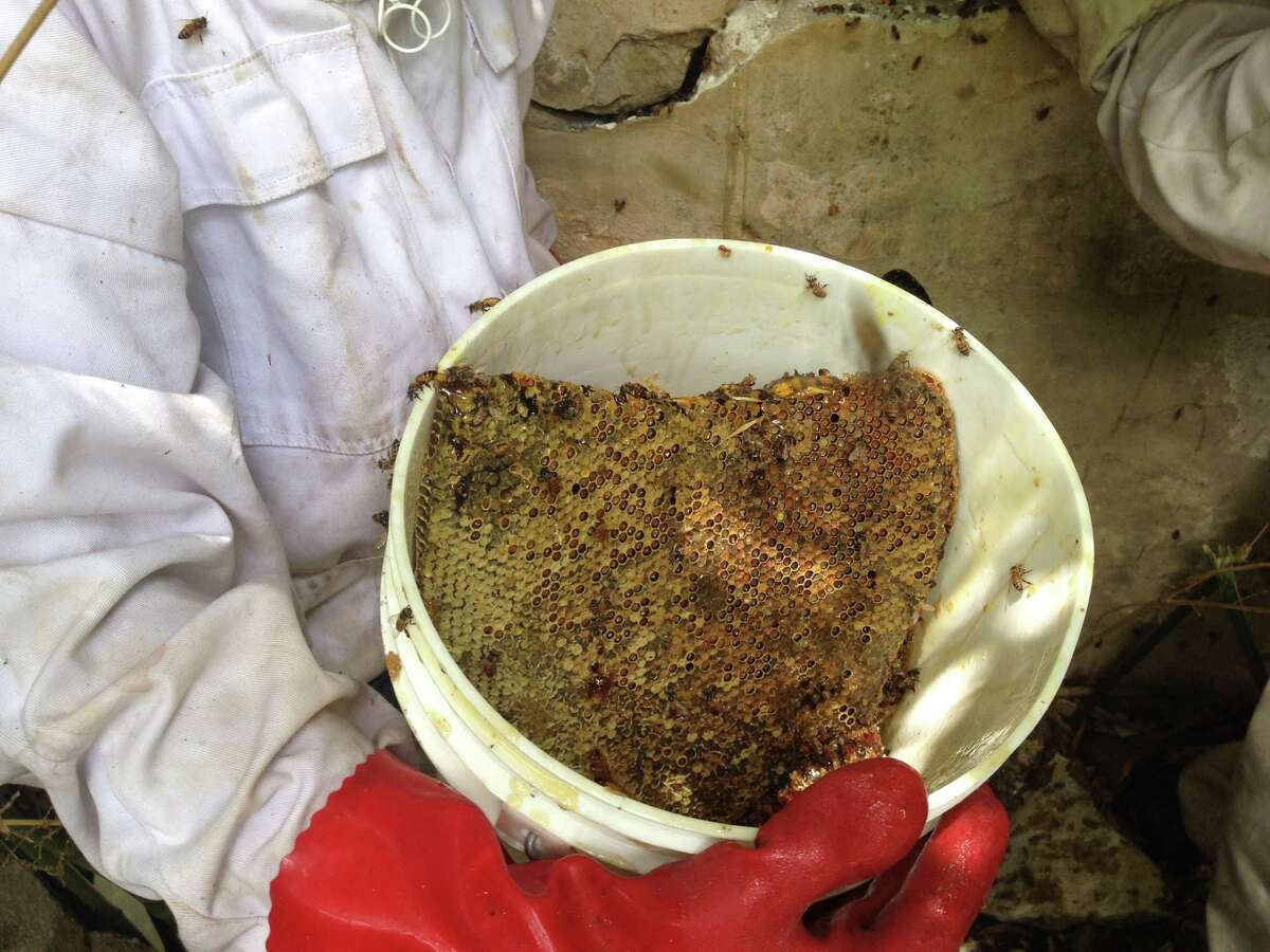 Bees build massive hive in Alamo Heights home