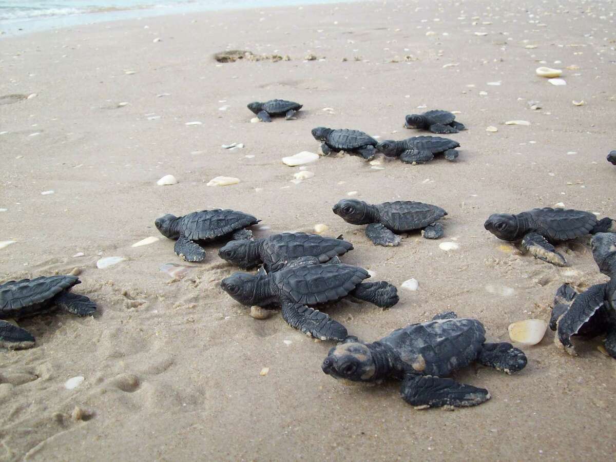 South Padre Island lighting the way for baby sea turtles