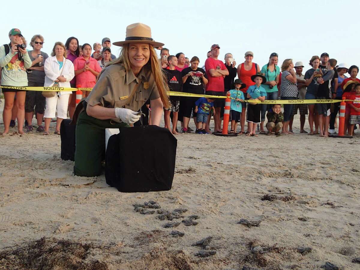 Donna Shaver, chief of the Division of Sea Turtle Science and Recovery at the Padre Island National Seashore, releases Kemp's ridley sea turtles Monday, June 16, 2014. Kemp ridley sea turtles are the rarest of the five sea turtles that visit the Gulf Coast. The babies can't see well after the hatch, so special lighting has been placed on Turtle Drive on South Padre Island.