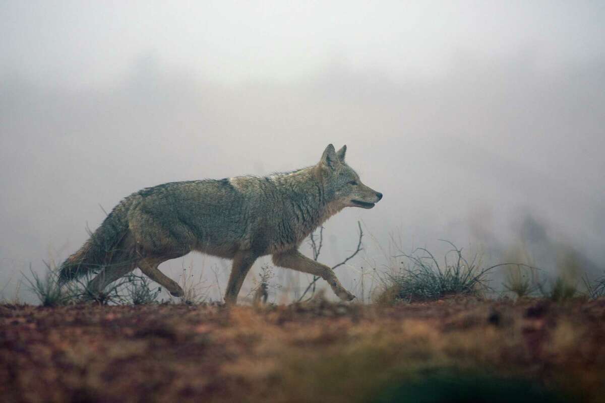 The coyote, a native species of Texas, is routinely killed by federal agents at the behest of ranchers.