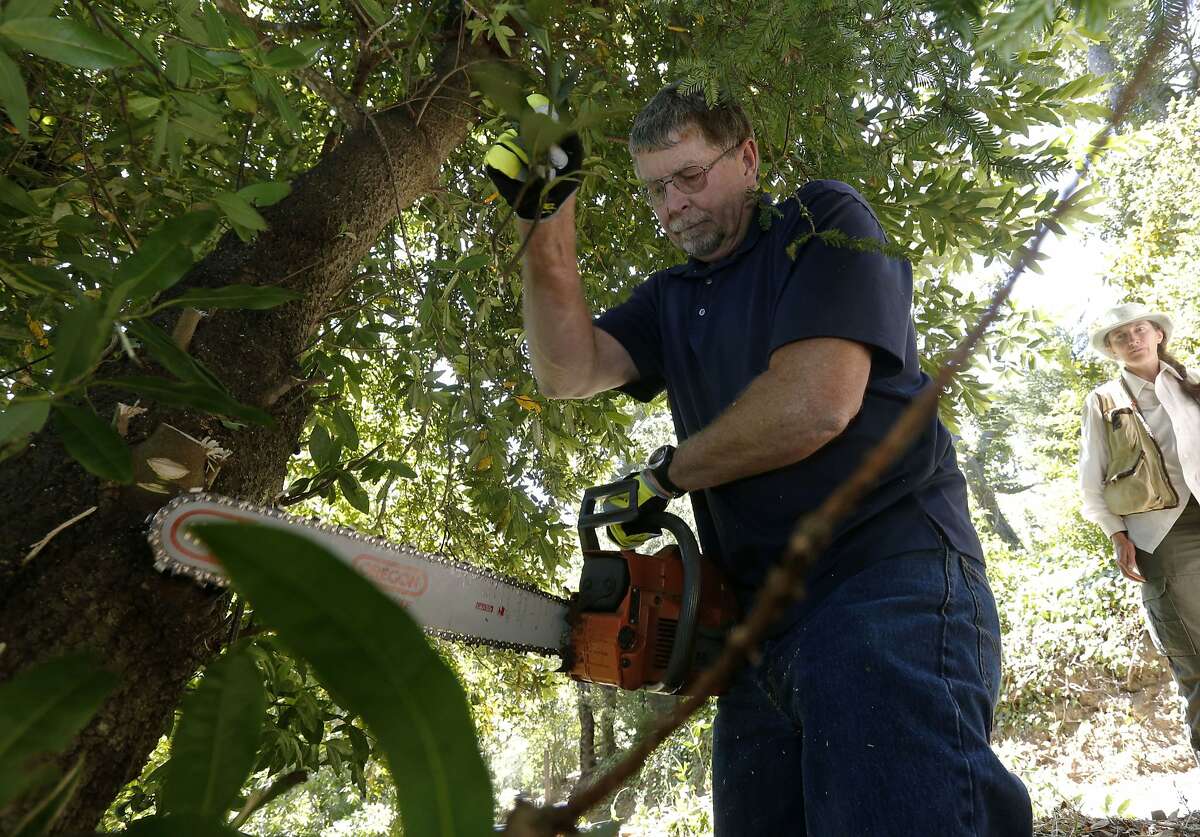 Study 58 million dry California trees threatened by drought
