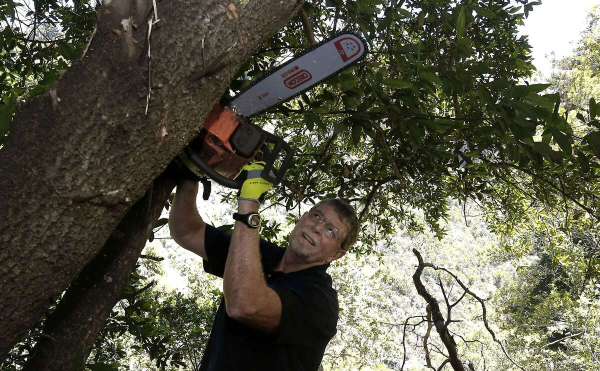 Study 58 million dry California trees threatened by drought