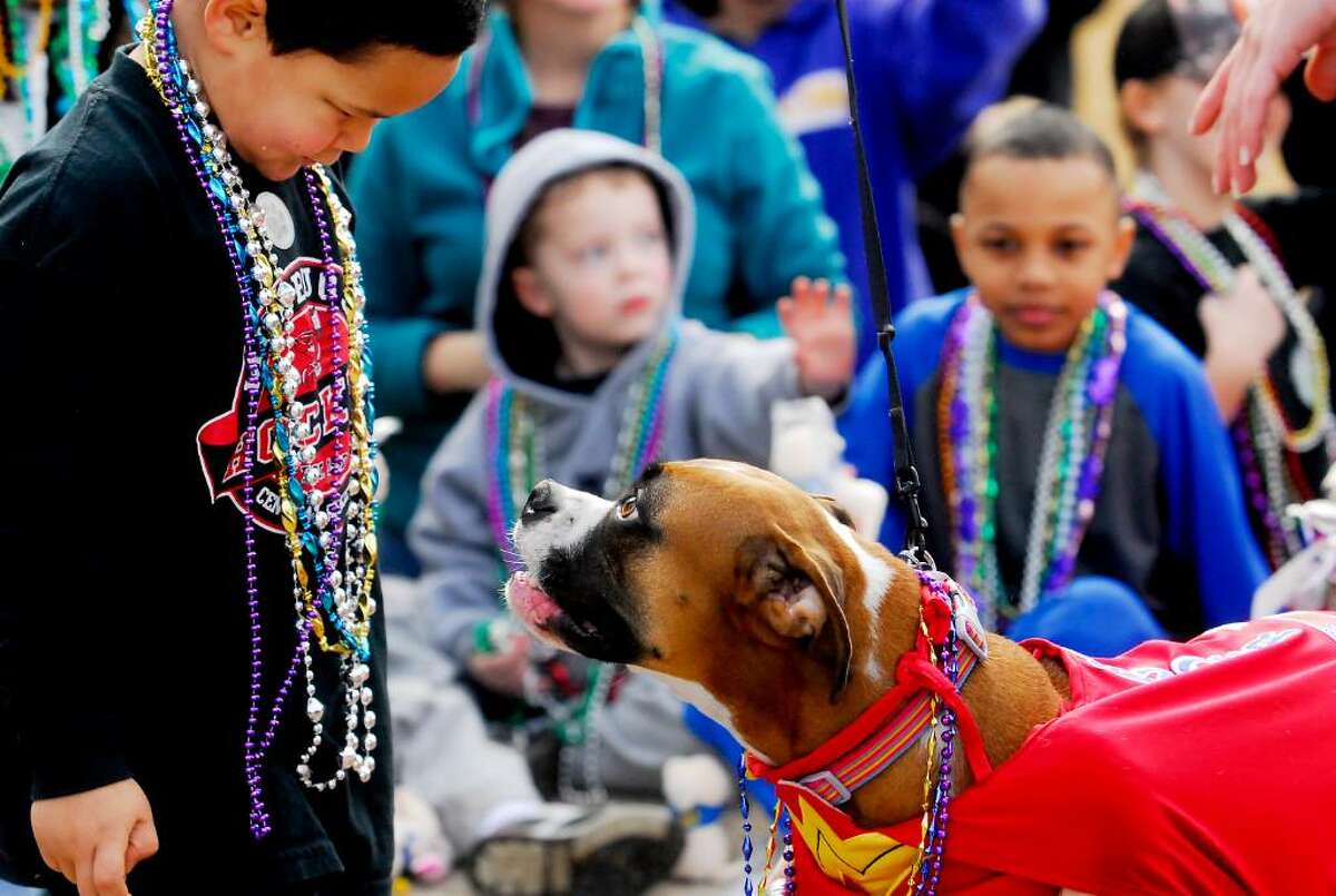 mardi gras pet parade