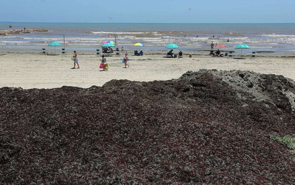 Seaweed returns to Galveston Seawall