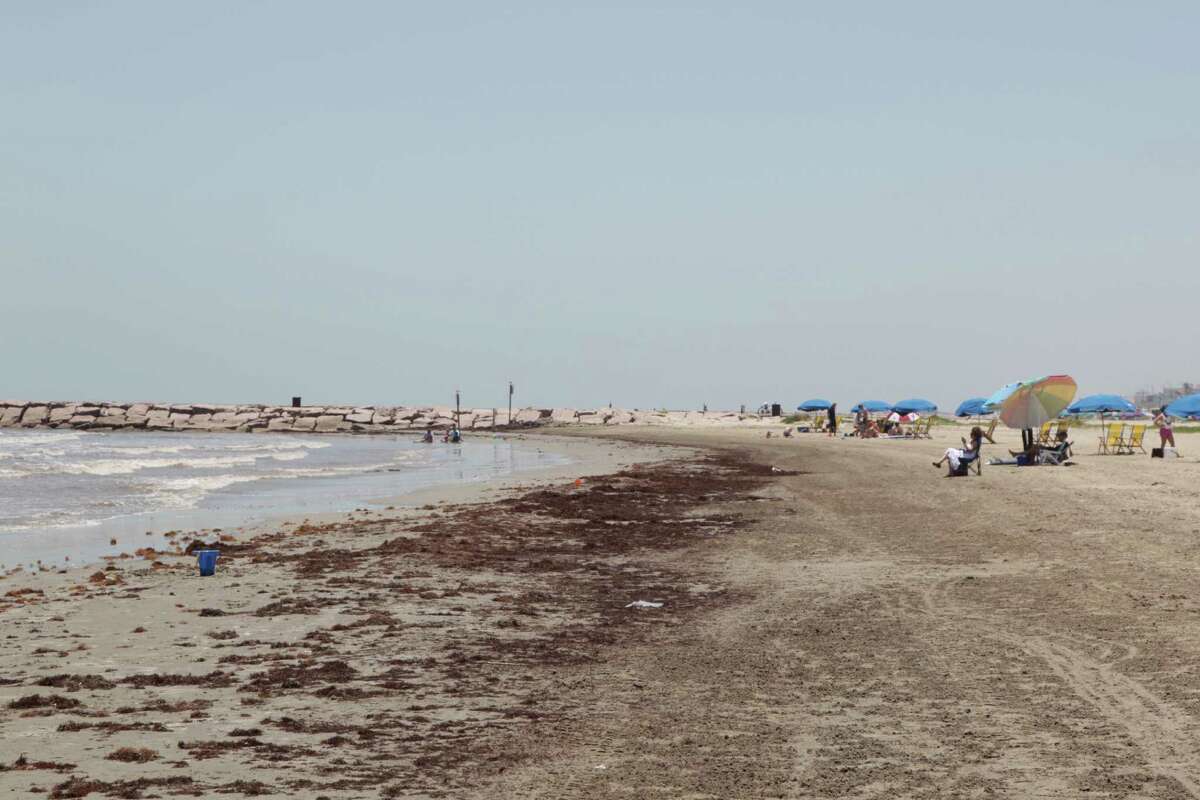 Group Seaweed, removal efforts posing a threat to sea turtles