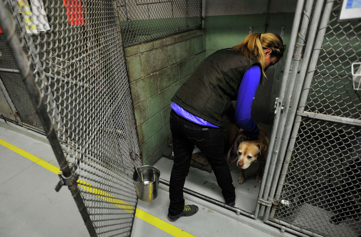 A volunteer a dog back into his pen after giving him an exercise break outside the Stamford Animal Shelter in Stamford, Conn., on Thursday, Nov.14, 2013.