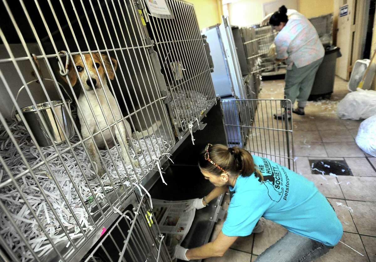 Cynthia Staib and Andrea Lindsey clean out cages in the small dog room at the Humane Society of Southeast Texas in Beaumont, Tuesday. Tammy McKinley/The Enterprise