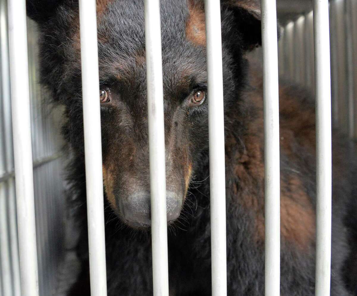 A three-year-old captive born black bear rescued by Rock to the Rescue and Lions, Tigers, and Bears of Alpine, Calif., sits in its transportation box before being transported to San Diego Calif. Tuesday, June 24, 2014, from the Adirondack Family Zoo in Greenwich, N,Y. A grant from the ASPCA and the collaboration of Lions, Tigers & Bears, rescued the six captive-bred bears after the current owners, Adirondack Family Zoo, were ordered by the court to relinquish the animals. They were scheduled to be euthanized. (John Carl D'Annibale / Times Union)