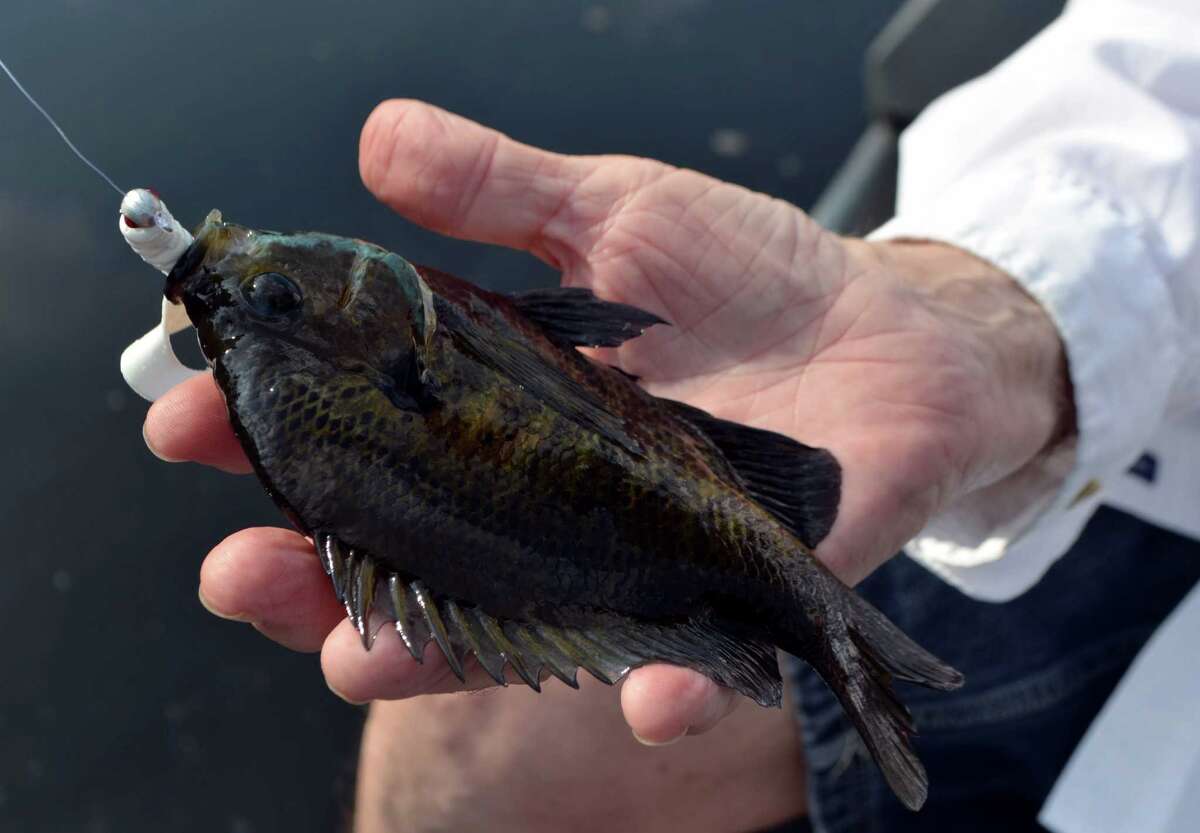 Rattling jig heads test produces pounds of panfish