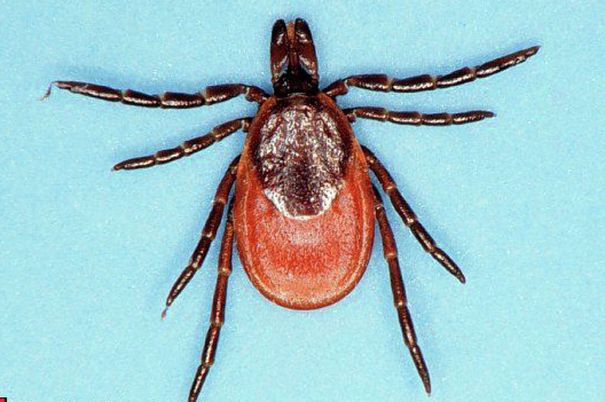 Nasty tick season could follow heavy NorCal rains