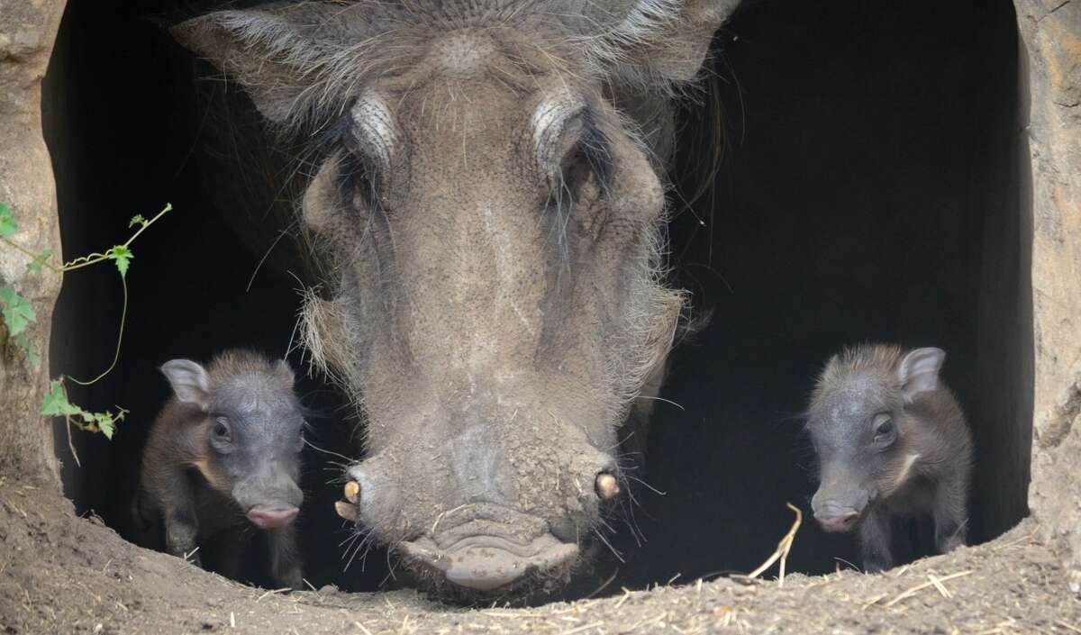 San Antonio Zoo welcomes two baby warthogs