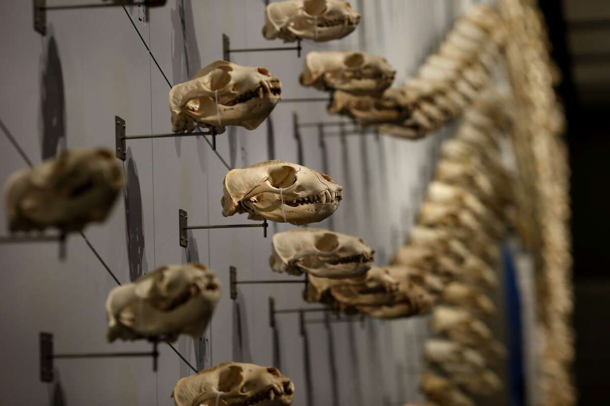 A Sea of Sea Lion skulls display is courtesy of collector and curator Ray Bandar in San Francisco, Calif. The California Academy of Sciences new exhibit called " Skulls" features more than 640 different skulls and skeletons