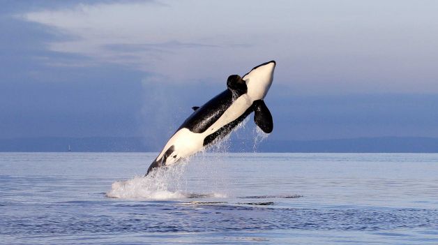 Tumbler: Jumping Orca