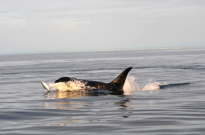 As mother orca mourns her calf, eyes turn to baby in the pod