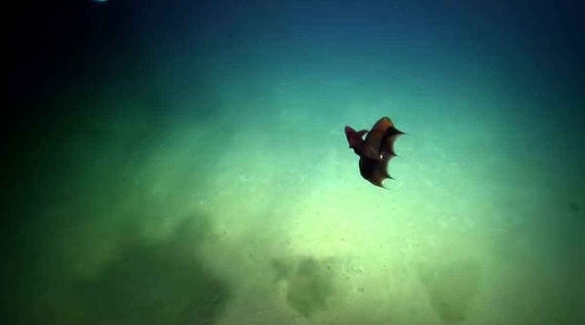 Gulf researchers were treated to a rare sighting of a "Vampire Squid from Hell" as they operated an unmanned submersible at depths of over 3,000 feet.
