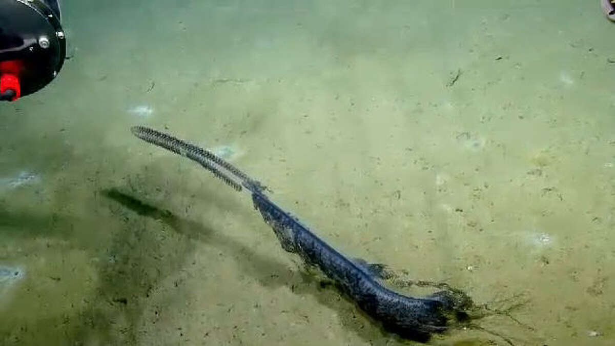 Rare blue dragons wash ashore at Padre Island National Seashore