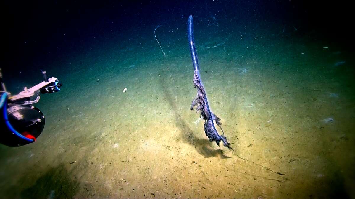 Gulf camera reveals site of WWII sinking of SS Robert E. Lee, German U-boat