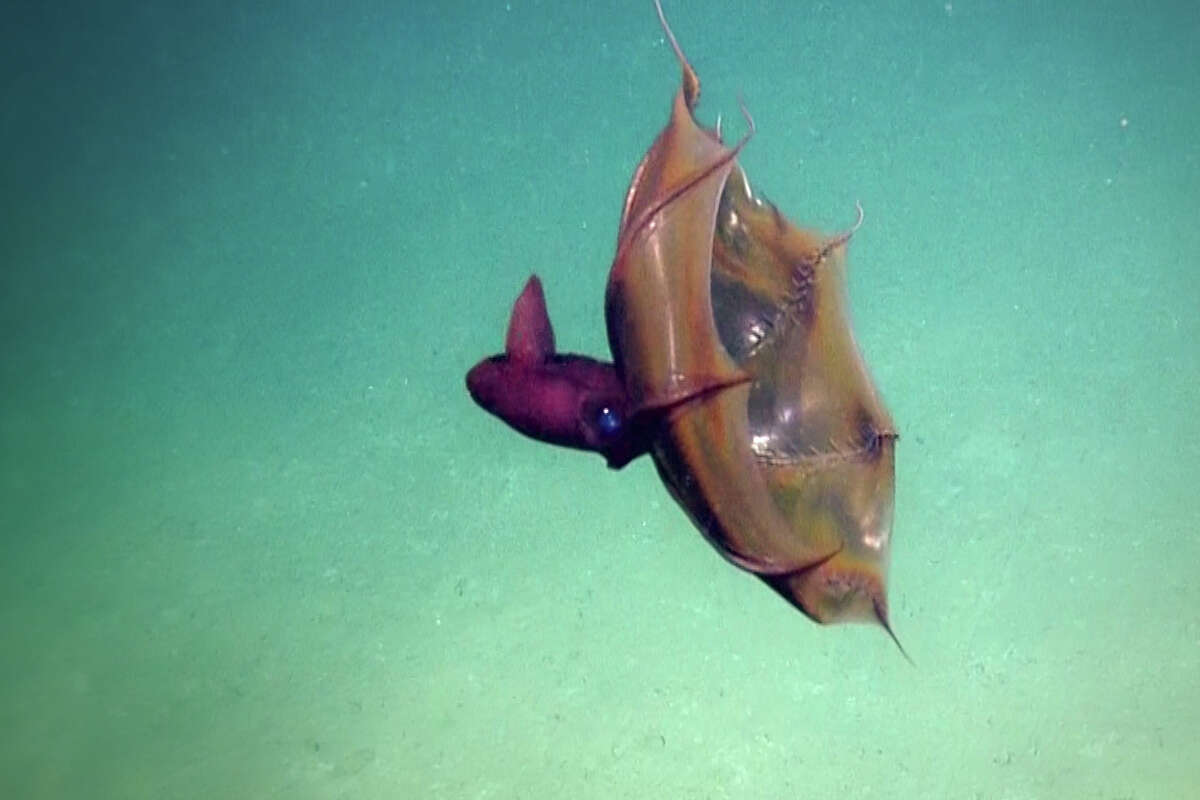 this-creepy-looking-fish-bulging-out-of-the-sand-has-beachgoers-frightened