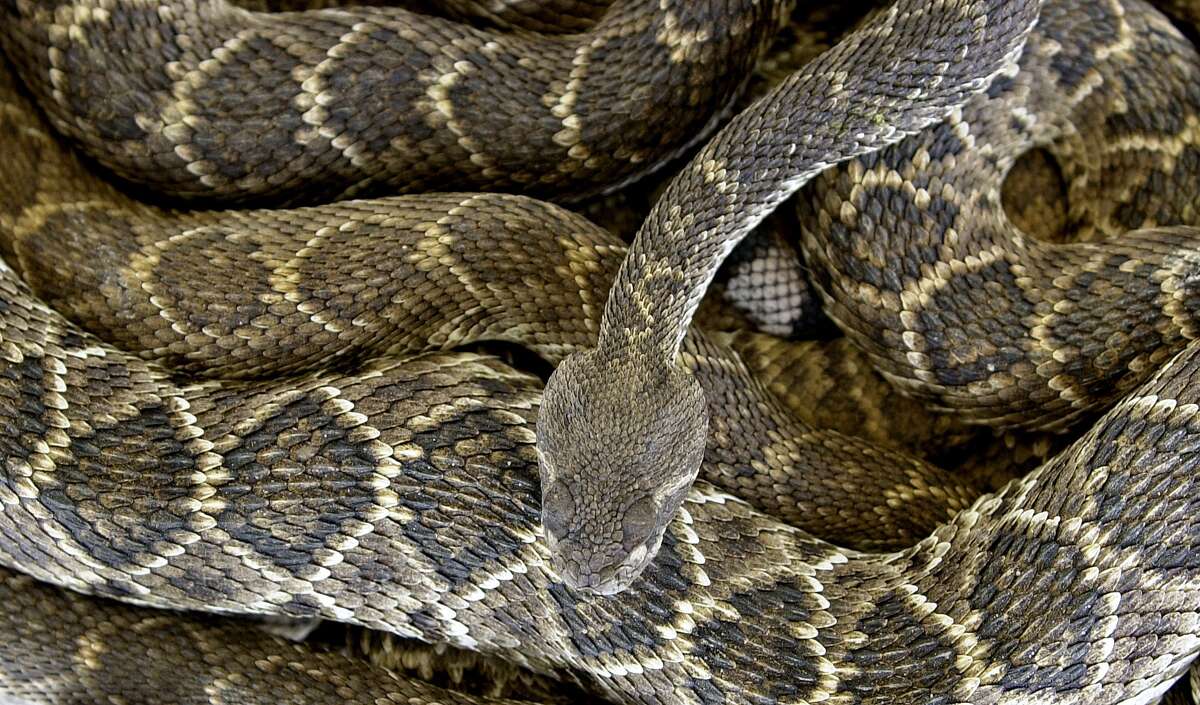 How to ID SE Texas' venomous snakes