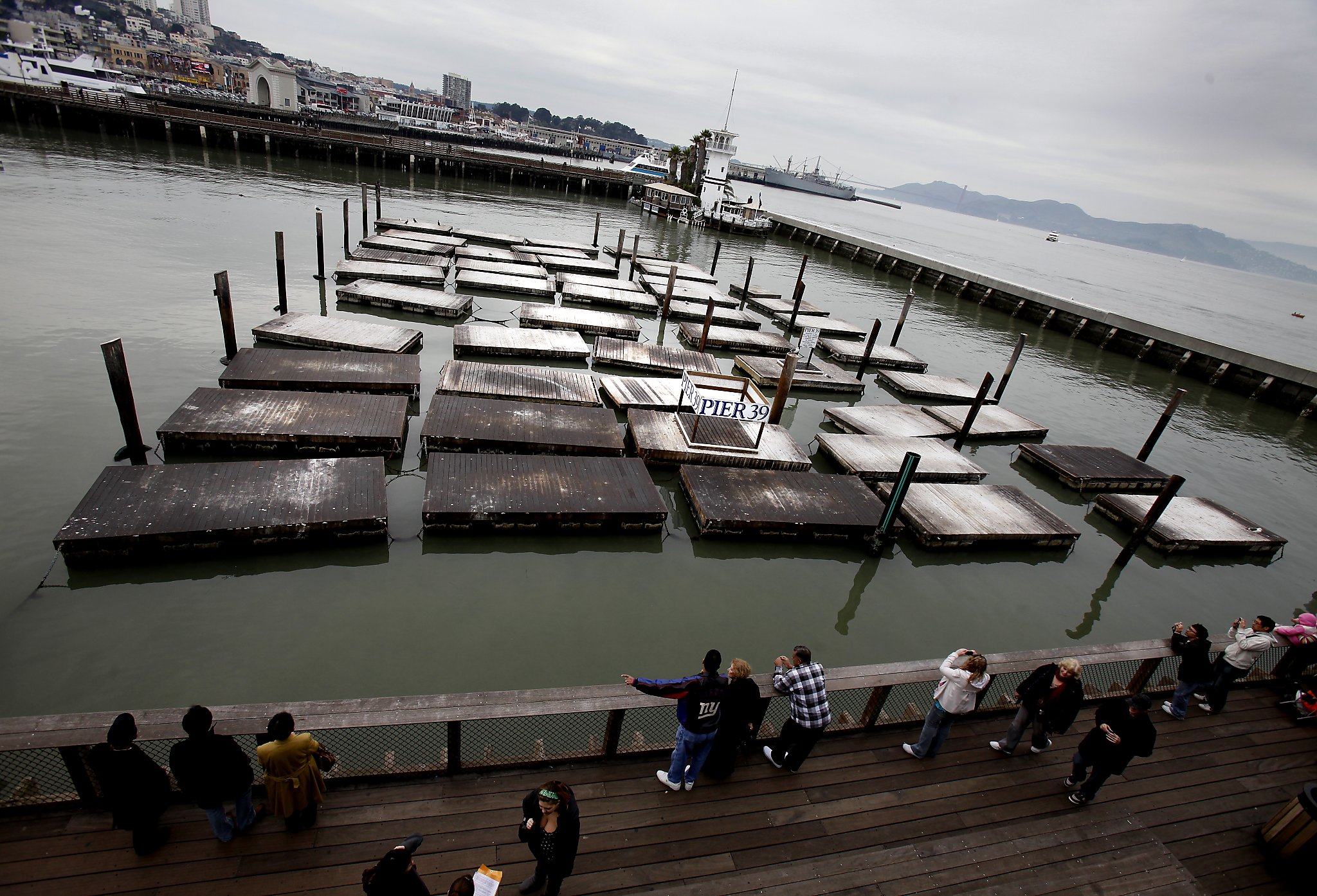 Sea lions at Pier 39 in San Francisco - Global Times